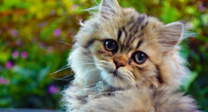 Read more about the article Deciding Whether a Persian Cat is ideal for Your Family