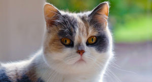 Read more about the article Things you need to know about the Exotic Short Haired Cat