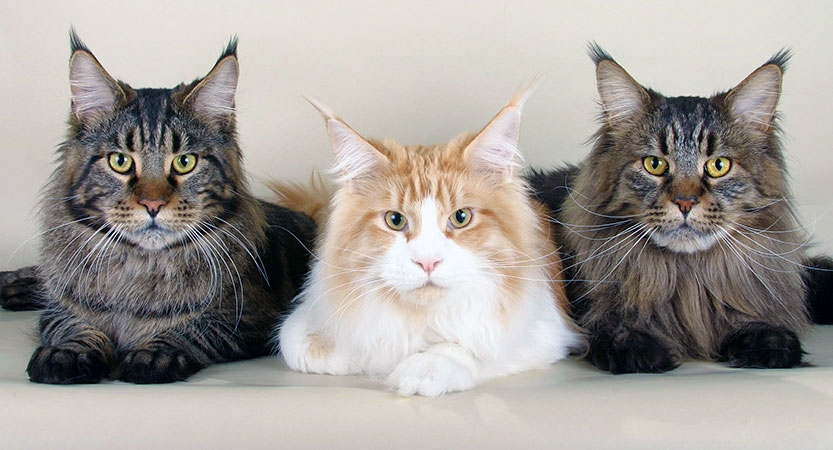 You are currently viewing Discover Everything to Know about the Maine Coon Cat