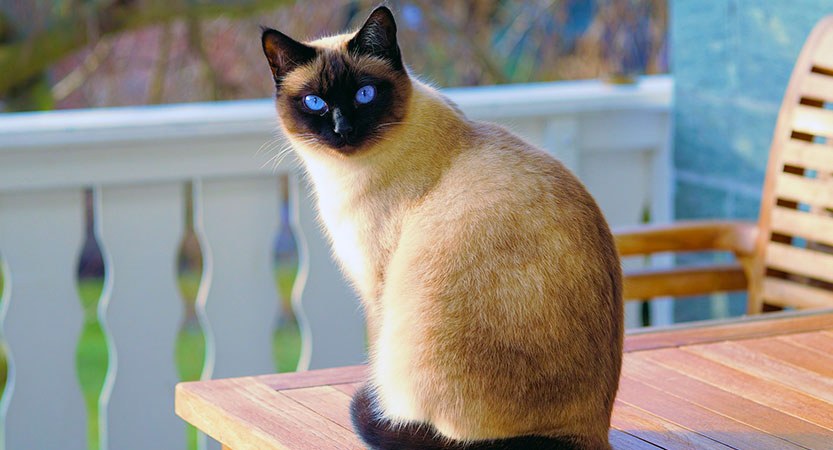 Read more about the article Discovering more about the personality Siamese cat