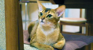 Read more about the article The Abyssinian cat is one of the Easier Breeds to Own
