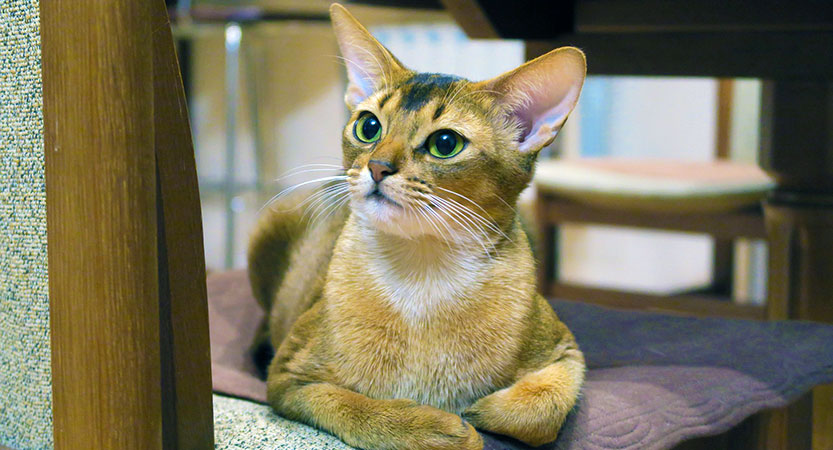 You are currently viewing The Abyssinian cat is one of the Easier Breeds to Own