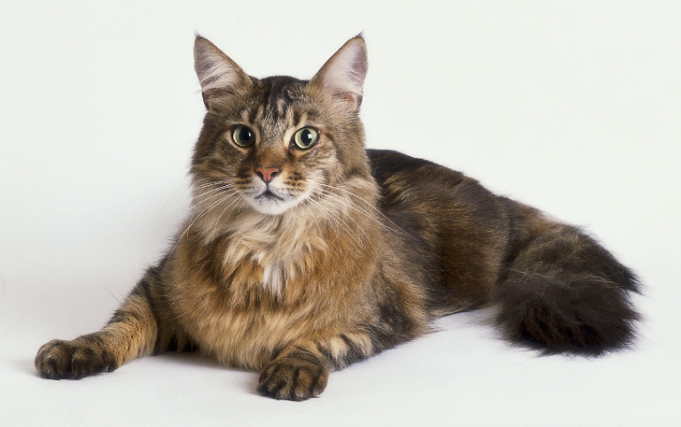 Discover Everything To Know About The Maine Coon Cat Cats Breed