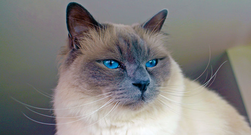 Read more about the article Birman Cat Breed