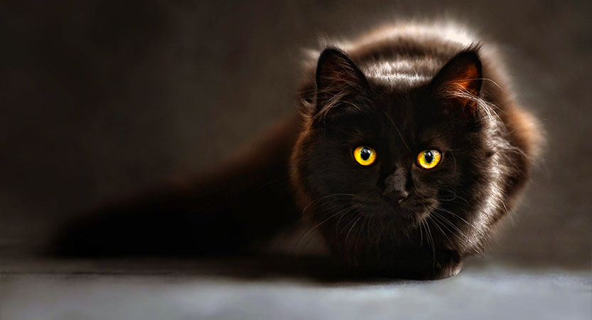 Read more about the article Black Cat Why people think it means Bad Luck