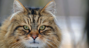 Read more about the article Which Cat breed is better? Long hair or short