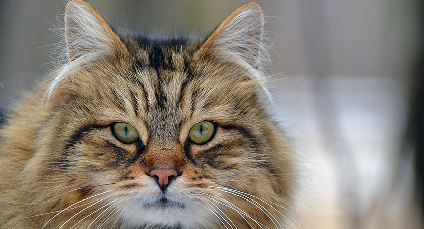 Longhair Cat Breeds