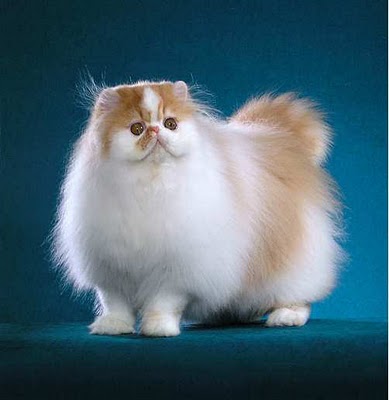 Long Haired Cat breed