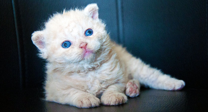Poodle Cat is a freshly acknowledged breed - Cats Breed