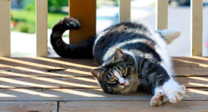 Read more about the article The American Shorthair cat