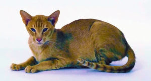 Read more about the article The Oriental cat