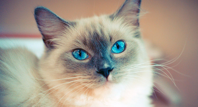 You are currently viewing The Ragdoll Cat