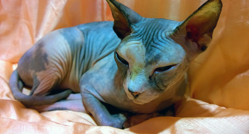 You are currently viewing The Sphynx cat