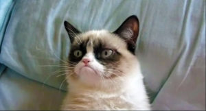 Read more about the article Brief History of Internet sensation ‘Grumpy Cat’