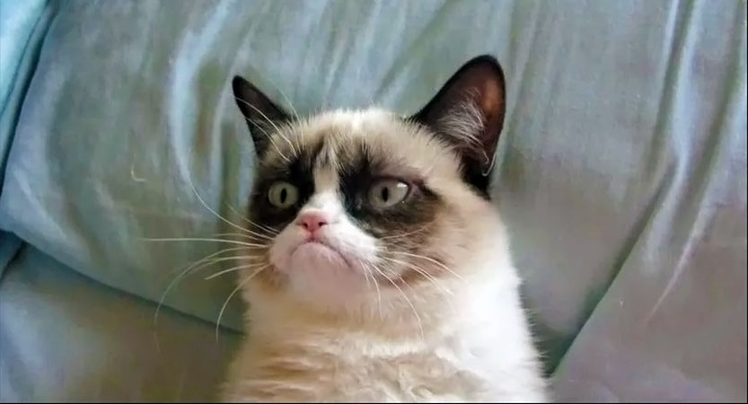 You are currently viewing Brief History of Internet sensation ‘Grumpy Cat’