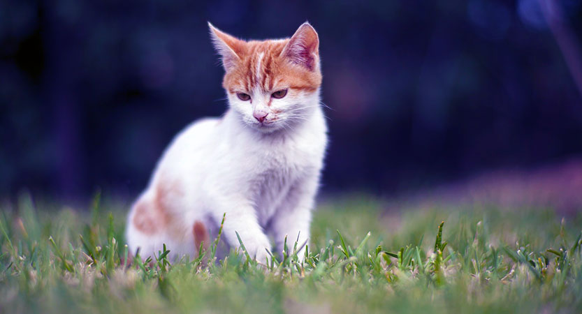 Read more about the article Five common cat skin problems