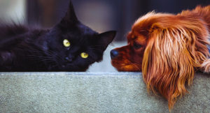 Read more about the article Five reasons cats are better pets than dogs