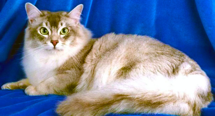 You are currently viewing Asian Semi-longhair cat relatively new but awesome cat breed