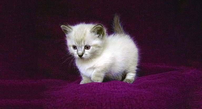 Dwarf cats are so cute - Cats Breed