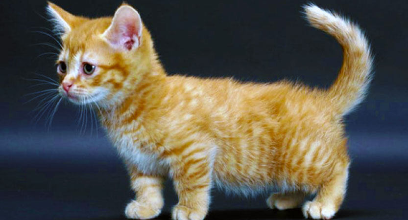 You are currently viewing Things you must know about Munchkin Cat