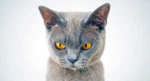 Read more about the article Five ways you are a making your cat hate you