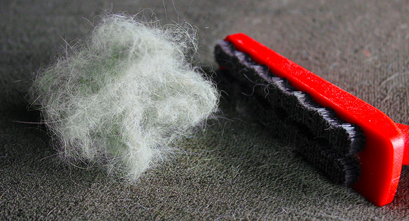 Read more about the article Five ways you can clean cat hairs from your clothes and furniture