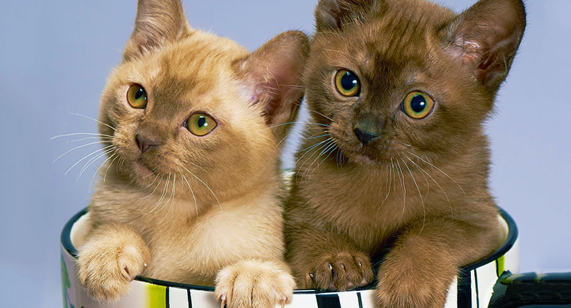 You are currently viewing Five smallest cat breeds