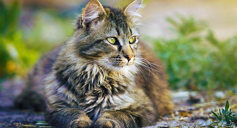 You are currently viewing Five Largest cat breeds