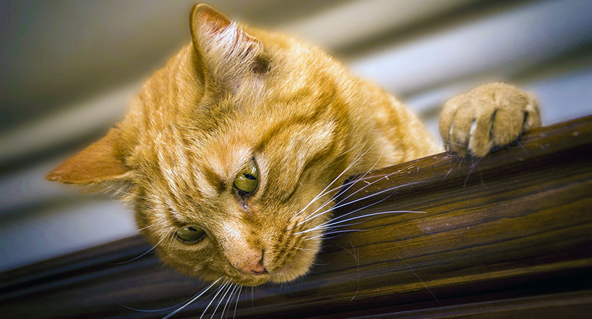 Read more about the article Five weird/strange cats behaviors