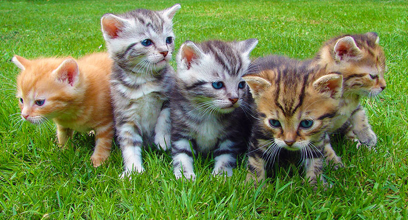 You are currently viewing Choosing kittens for their cat qualities