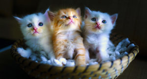 Read more about the article How to know if your kitten is happy