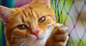 Read more about the article Top Five Cat Petting Protocols