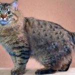 American Bobtail is an uncommon breed