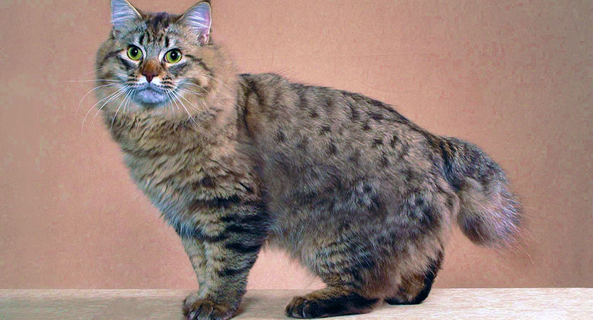 You are currently viewing American Bobtail is an uncommon breed