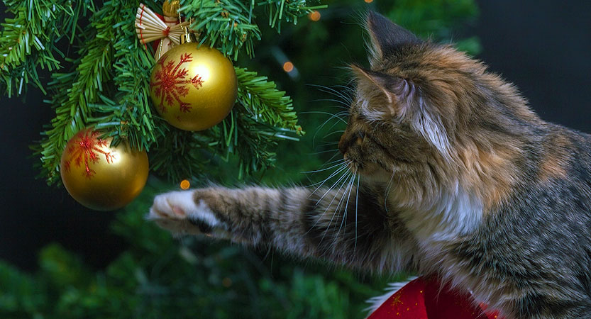 Read more about the article Cats and Christmas Trees