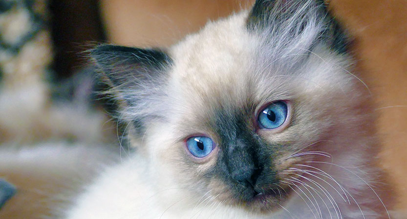 Read more about the article Purchasing a Ragdoll Kitten: What to Expect