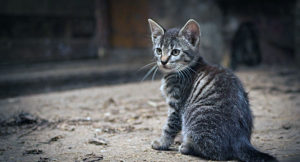 Read more about the article What’s the average lifespan of cats?