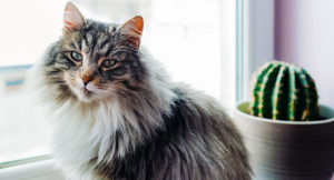 Read more about the article Are You Allergic to Your Cat?