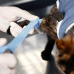 Pre-Vet Checklist: Key Factors in Establishing a Successful Veterinary Clinic