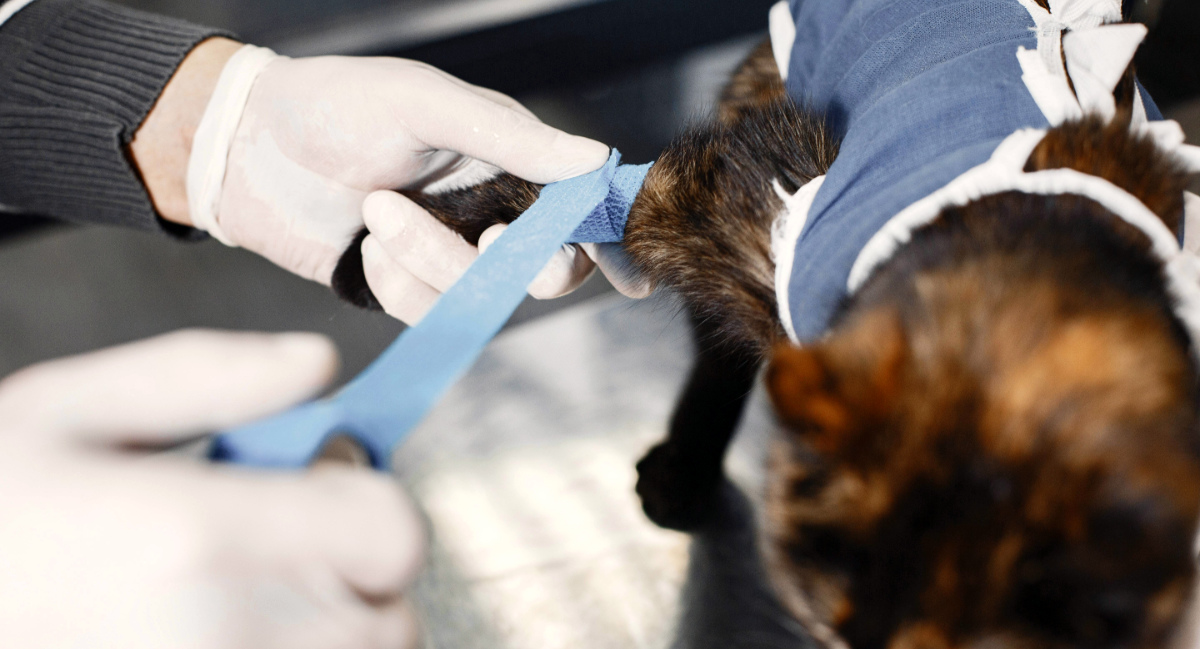 You are currently viewing Pre-Vet Checklist: Key Factors in Establishing a Successful Veterinary Clinic