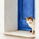 Is Your Cat Feeling Down? Signs of Feline Depression and How to Help