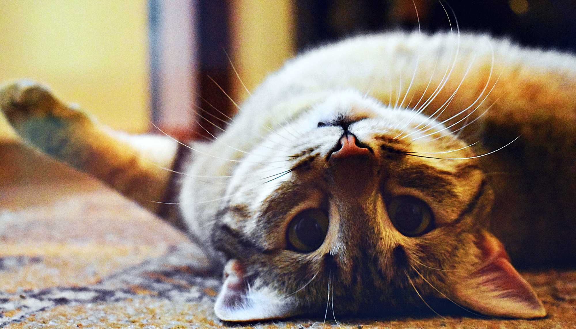 Read more about the article Whiskers and Workplaces: Blending Cat Care with Your Business Ambitions