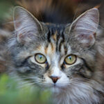 How to Handle Multi-State Living When You’ve Got Pets