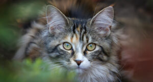 Read more about the article How to Handle Multi-State Living When You’ve Got Pets