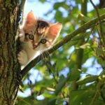 Guide to Launching a Successful Pet Boarding and Daycare Business