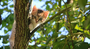 Read more about the article Guide to Launching a Successful Pet Boarding and Daycare Business